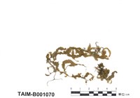 藏品(土佐平苔)的圖片